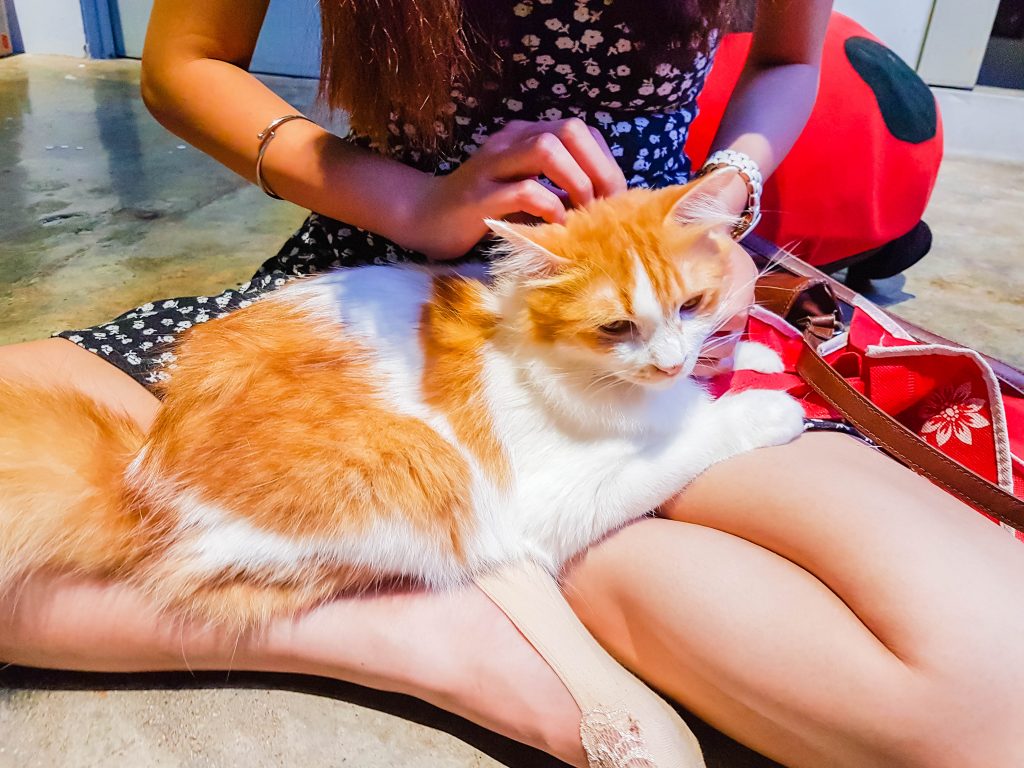 Cat Cafe Malaysia