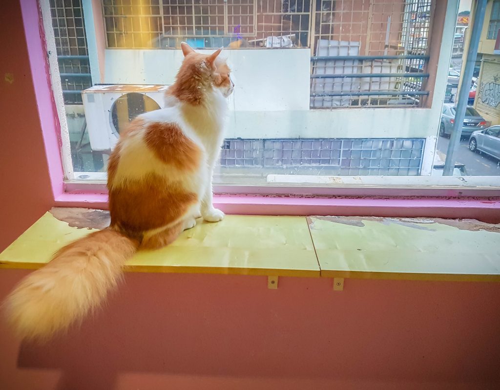 Fluffy cat