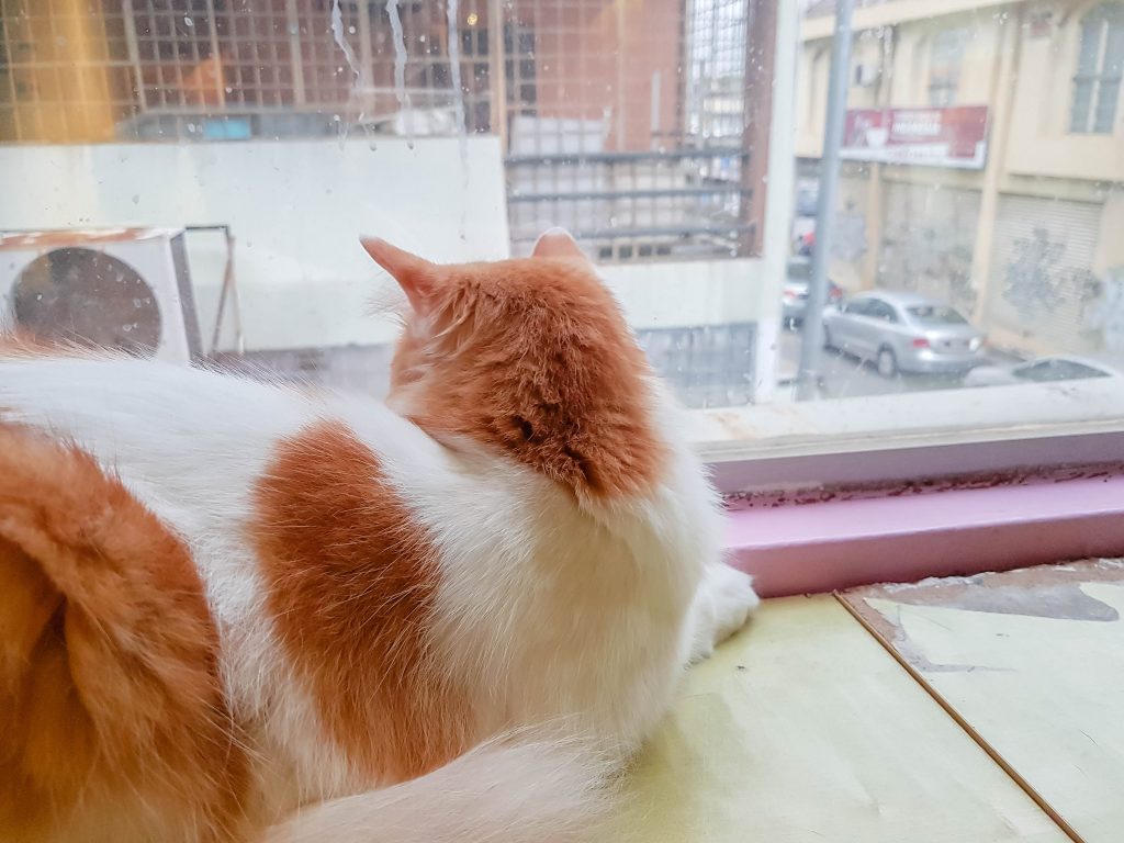 Cute Cat