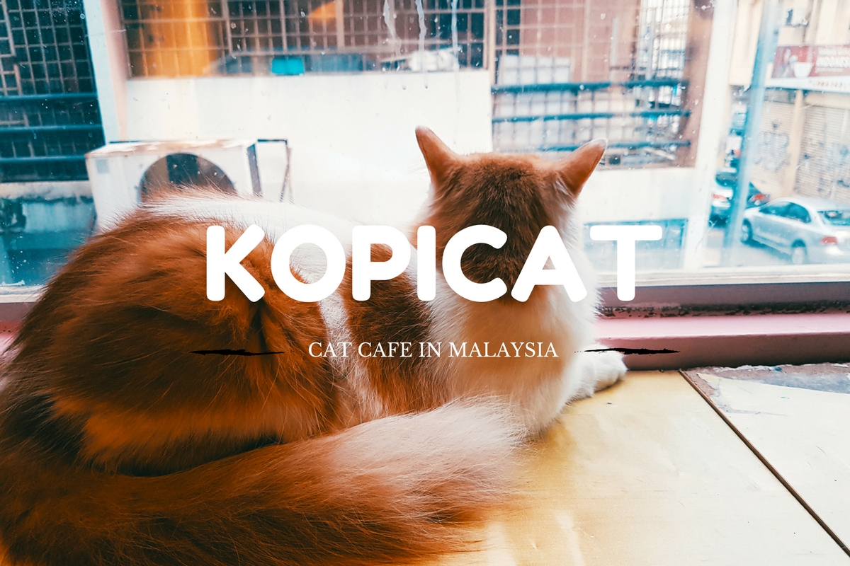 Cat Cafe Malaysia
