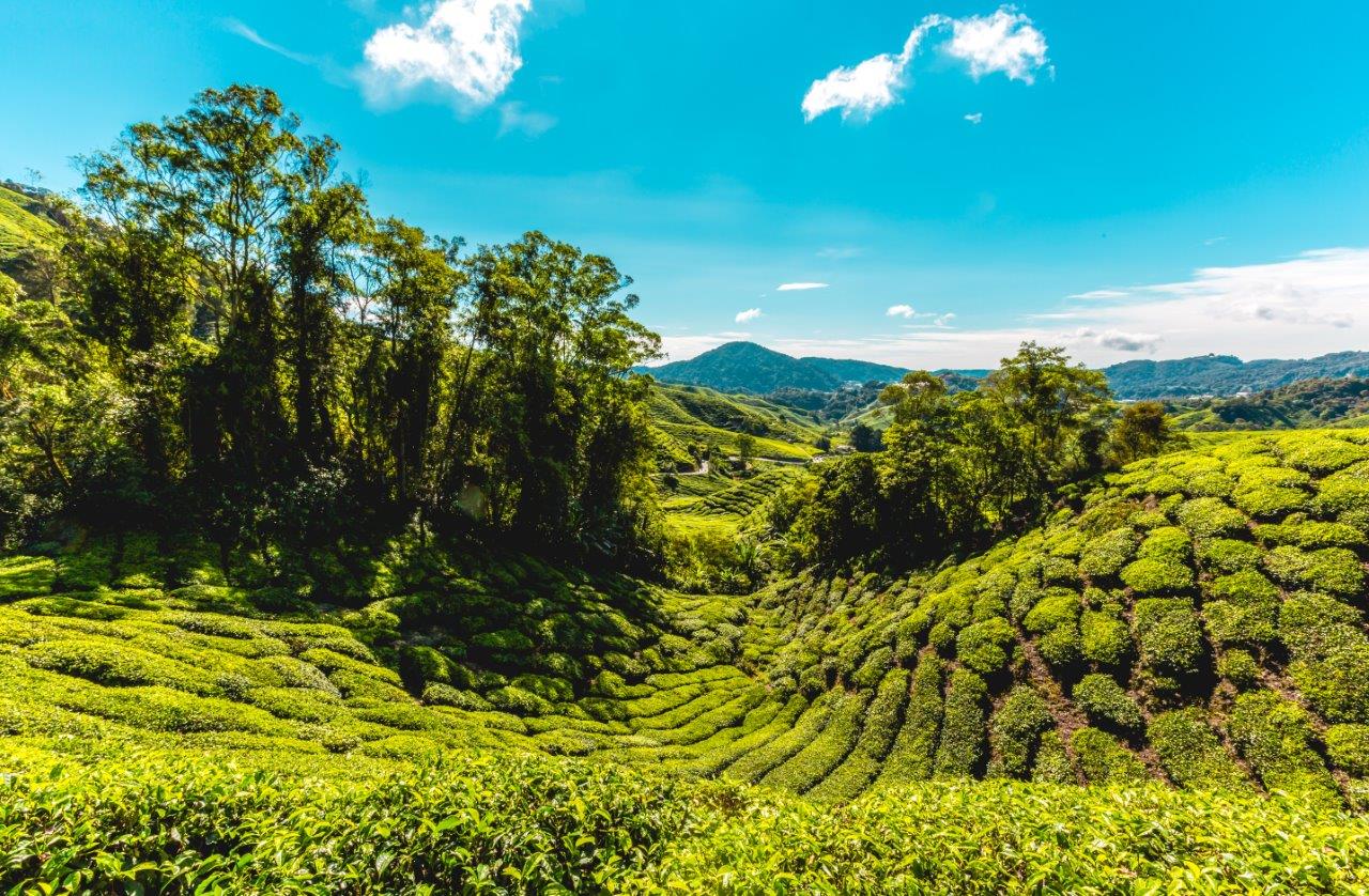cameron highlands attractions cameron highlands things to do